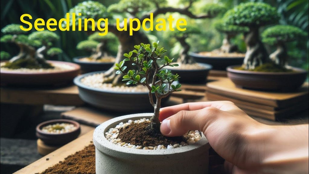 Gracilis Seedling Two-Year Update Highlights Bonsai Development